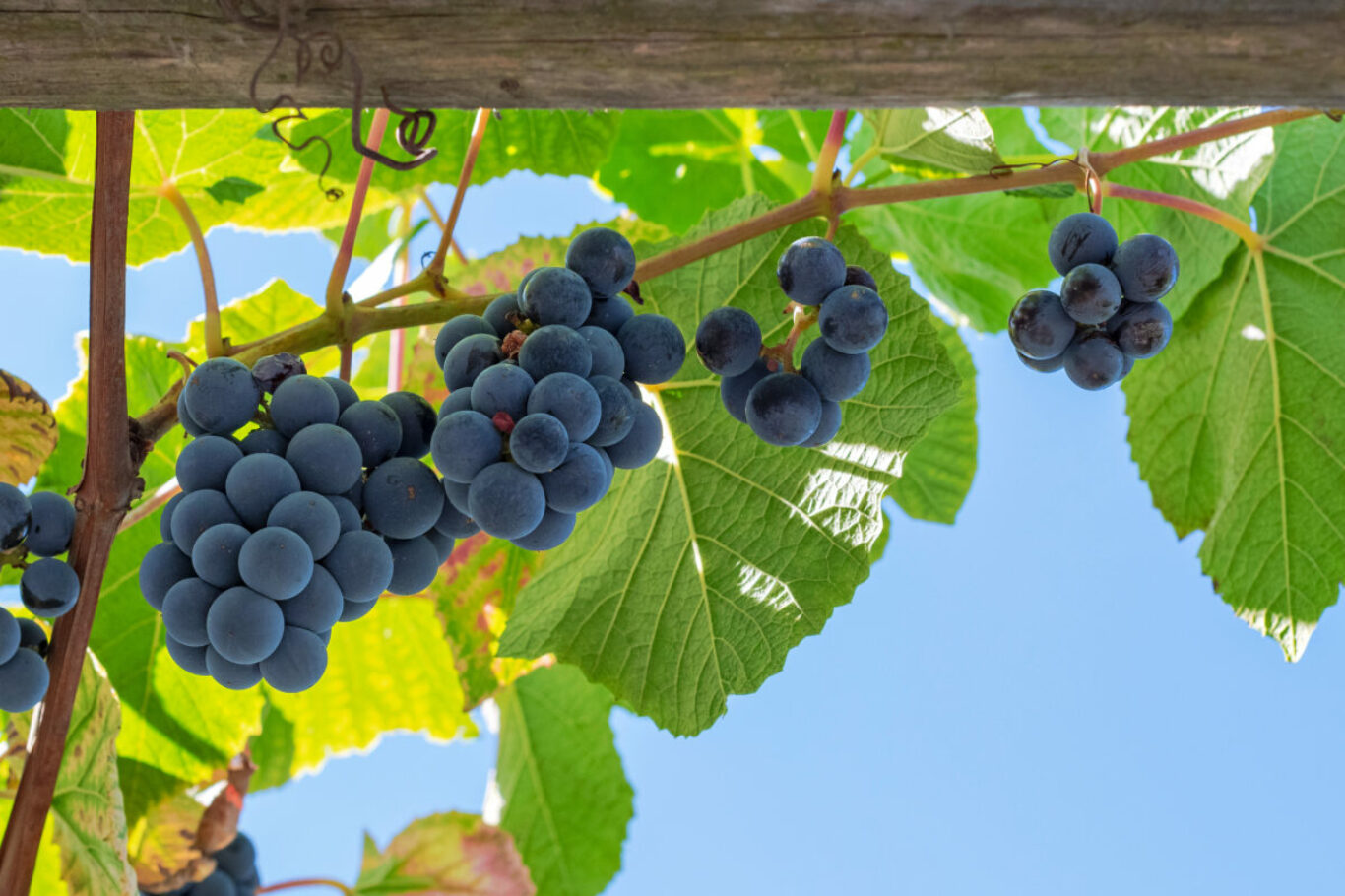 Grapes hanging in clusters with a blue sky and green leaves as background. Sweden